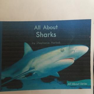 All about sharks