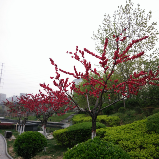 《雨天使》