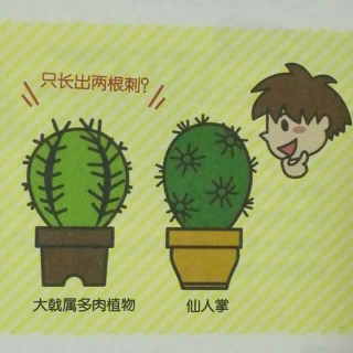 有没有长得想仙人掌🌵却不是仙人掌的植物呢？