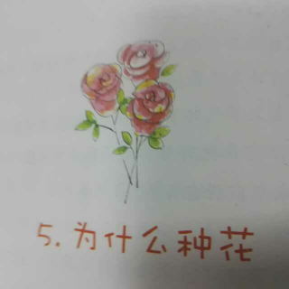 5为什么种花🌸