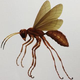 蛛蜂--聪明的捕蛛猎手