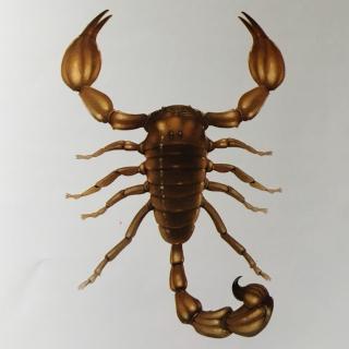 蝎子--荒野上的毒王