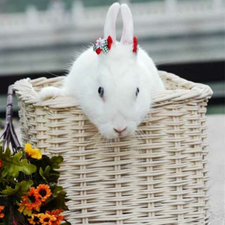 4.13二周年生日特别节目——《你的兔子我的心》