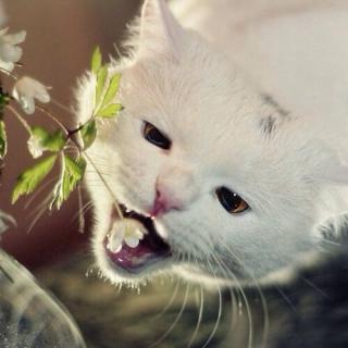 【我是一粒种子】在线收听_沐林家的萧稚先生_荔枝