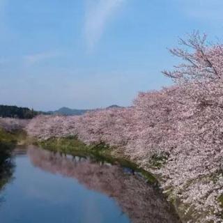 ぽぽの随筆-春爛漫