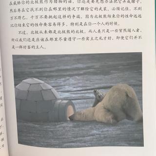 男孩的冒险书15.逃开北极熊.猎杀海豹