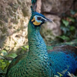 国产孔雀竟比熊猫还金贵!感觉在动物园里看的是假孔雀