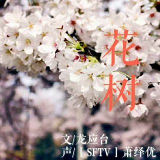 [SFTV]花树