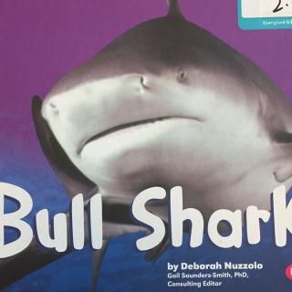 Bull shark20170409