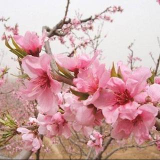 《海棠花雨》寇文桥/文