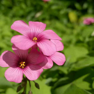 水灵致紫烟幽梦老师芳辰