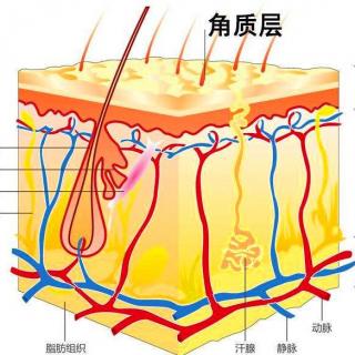 最佳CP：角质层和屏障