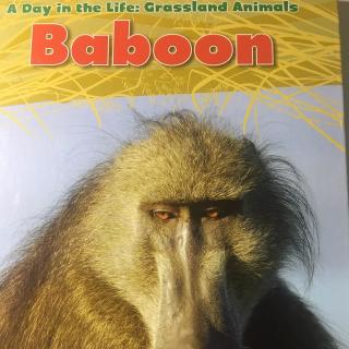 Baboon