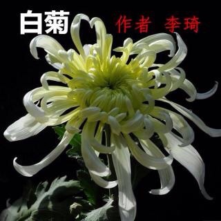 【二十人赛：现代诗】2号《白菊》