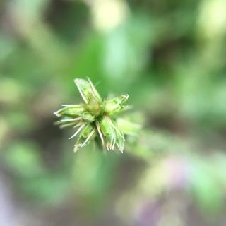 谷雨时节话农事