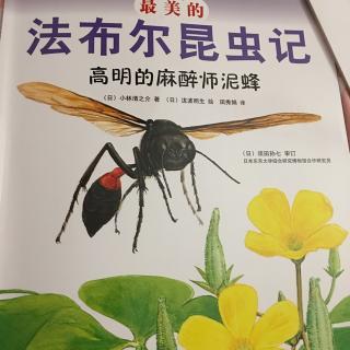 法布尔昆虫记～泥蜂