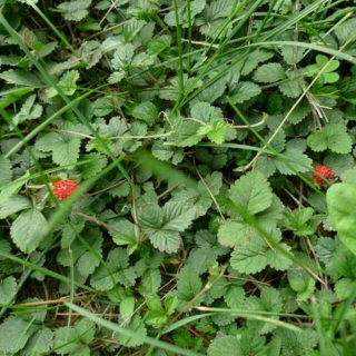 《森林报·夏》草莓🍓