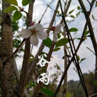 谷雨时节道家养生全攻略