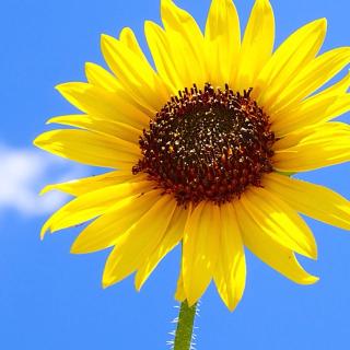 窗外的雨 作者:枫叶红了 朗诵:蘑菇开花