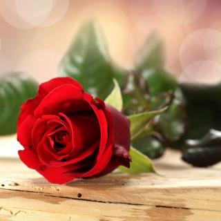 英文诗分享 罗伯特彭斯《我的爱人像朵红红的玫瑰》