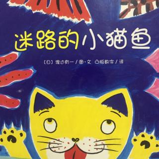 迷路的小猫鱼