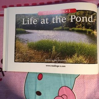 Life at the pond