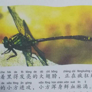 8—青海大蜻蜓之谜
