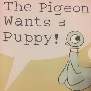 鸽子🐦想要养宠物 The Pigeon Wants a Puppy!