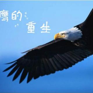 《鹰的重生》——杨洋