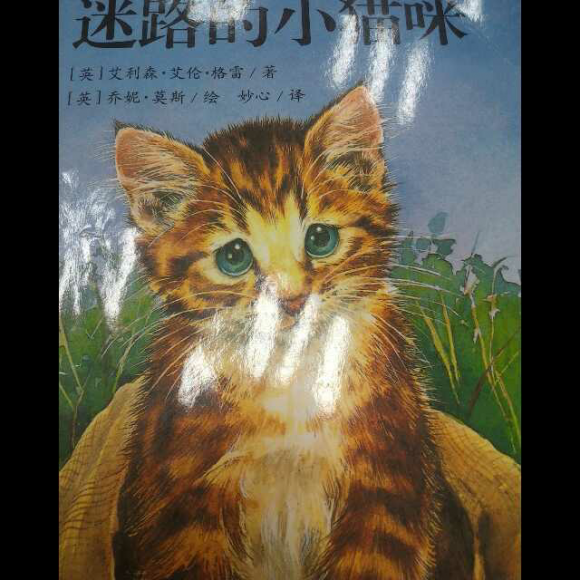 迷路的小猫咪