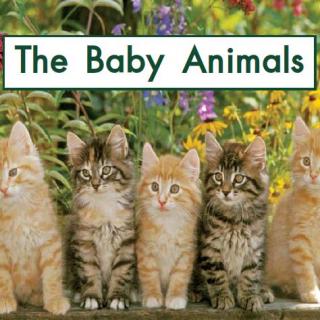 GK04-B The Baby Animals