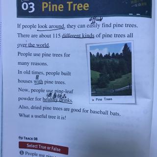 Pine Tree