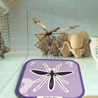 小熊尼奥的枕边故事-讥笑苍蝇的小蚊子