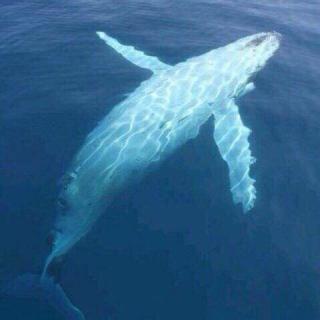 鲸涛骇浪。鲸神食堂。