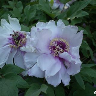 風花 幻の花/风花 虚幻的花