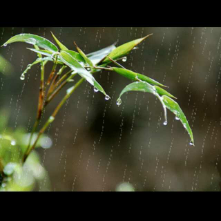 又见一帘烟雨