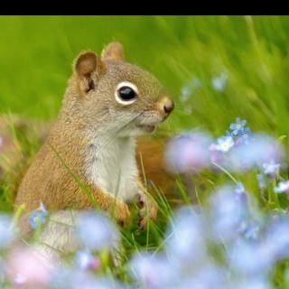 《松鼠🐿》