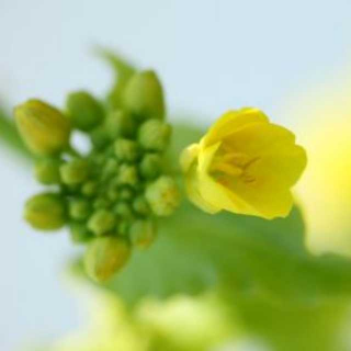 《尘埃里开出的花  芥子》