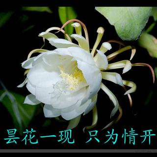 昙花一现º