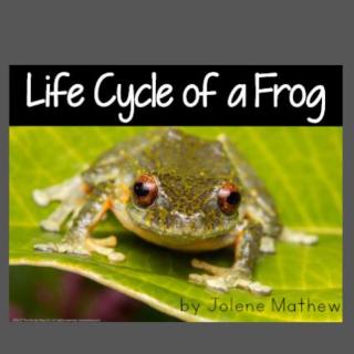 Life cycle of a frog-week7day3