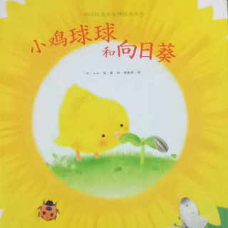 故事108《小鸡球球和向日葵🌻》