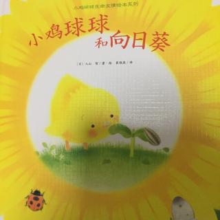 睡前故事-小鸡球球和向日葵
