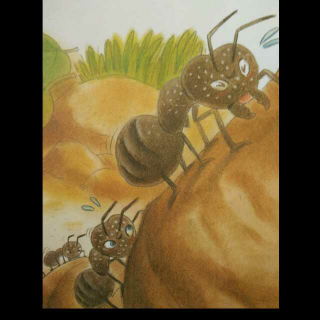 战争狂――红蚂蚁