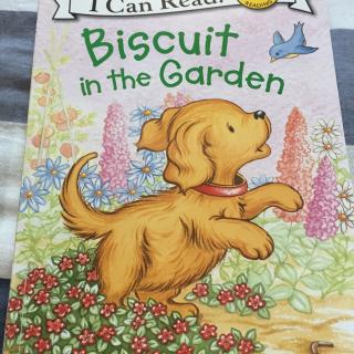 【乐乐读英文绘本】Biscuit in the garden