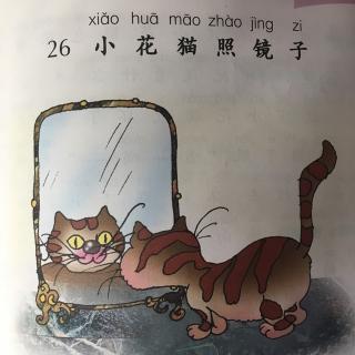 26《小花猫照镜子》🐱