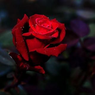 红玫瑰（翻唱）