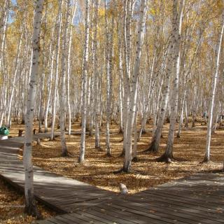 The birch wood 白桦林