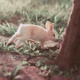 逃家小兔🏠The runaway bunny