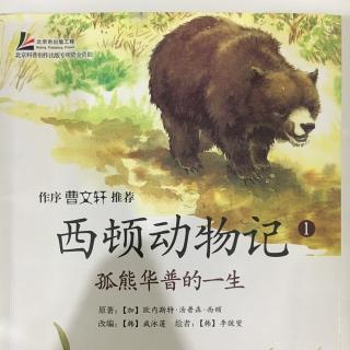 《西顿动物记》之《孤熊华普的一生》一、《美好的岁月》2