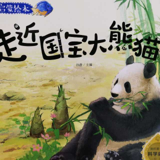 走近国宝大熊猫